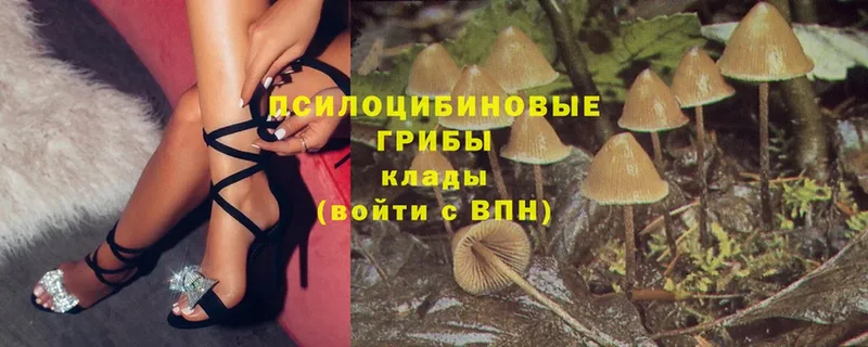 Галлюциногенные грибы Psilocybe  где продают   Качканар 